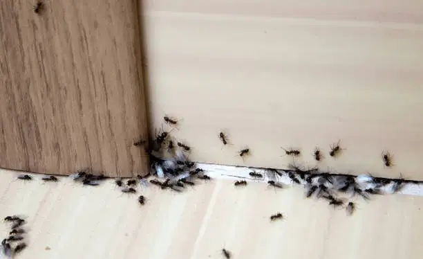 ant pest control