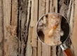 Termite Inspections