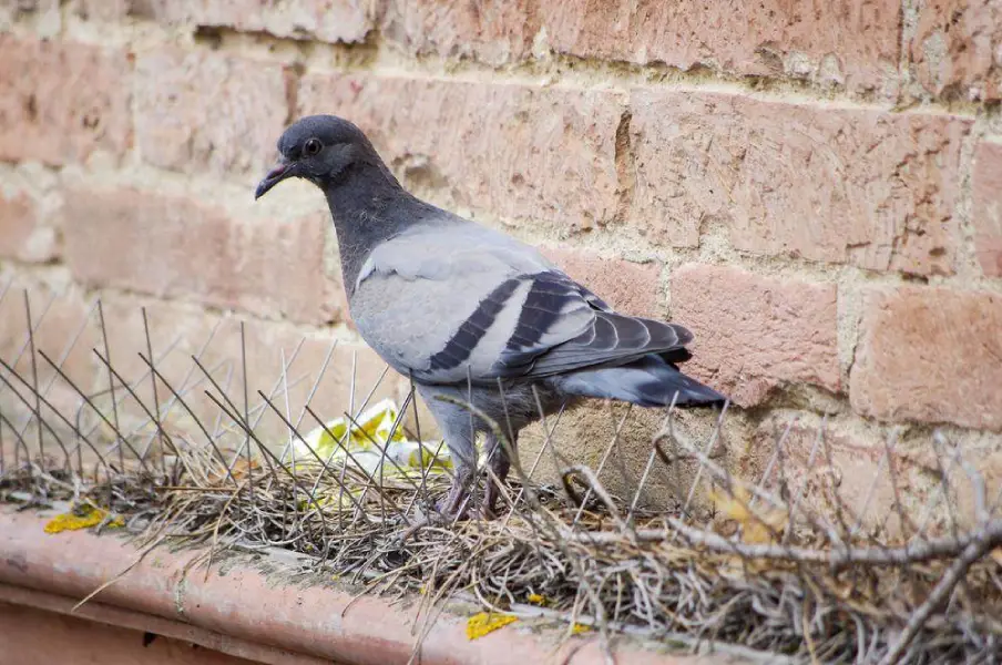 Solar Panel Bird and Pigeon Bird Proofing