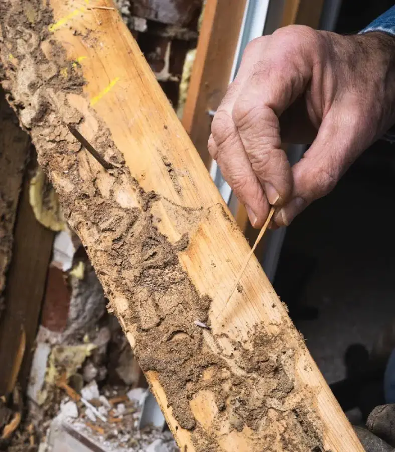 Termite Treatment Costs