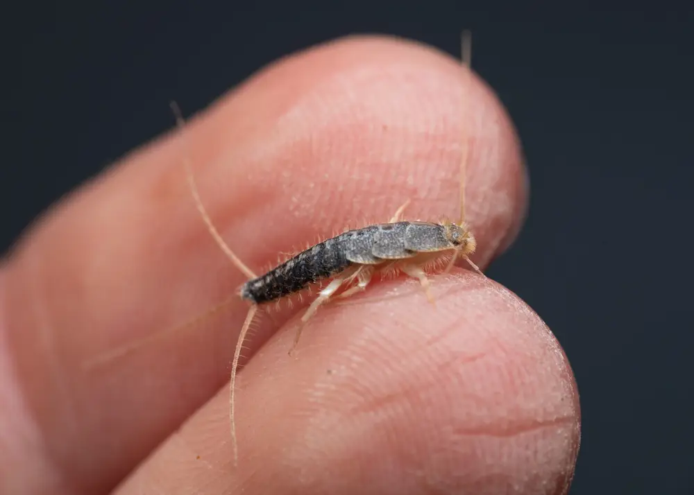 Silverfish Control In Perth