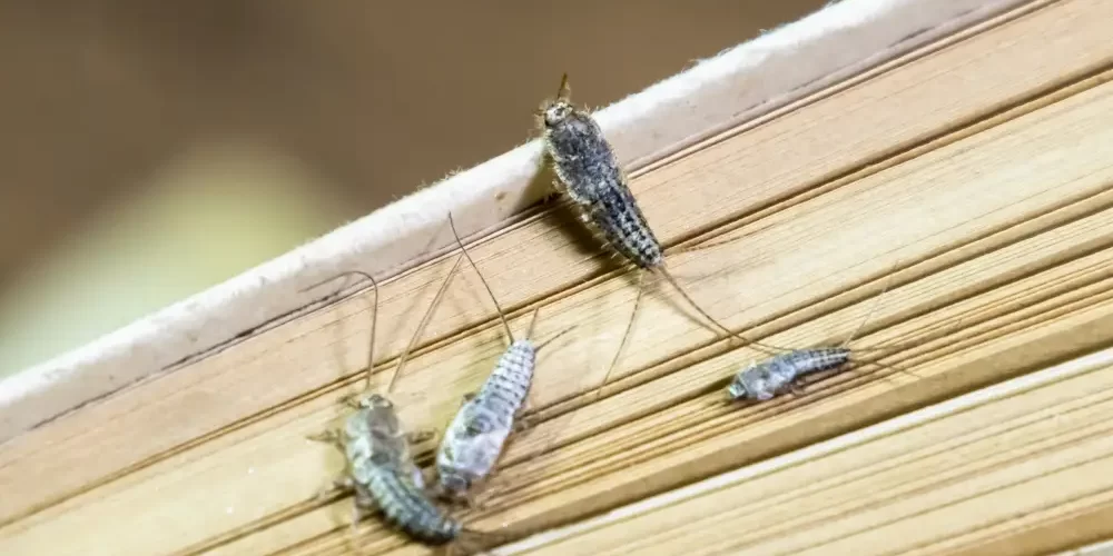 The Complete Guide to Silverfish Control