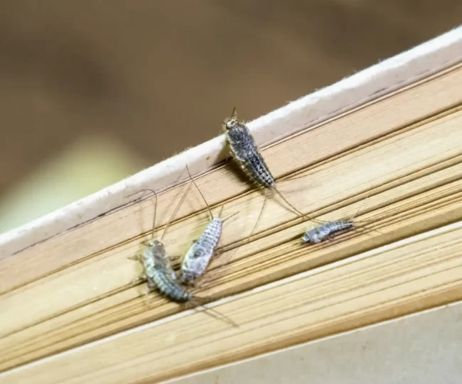 The Complete Guide to Silverfish Control